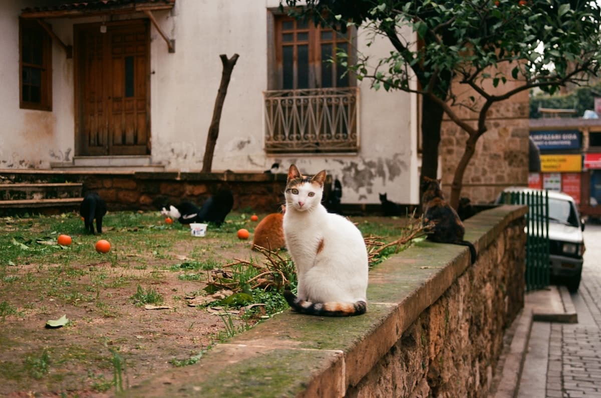 Discover Antalya: A Guided Tour of Old Town and Stunning Waterfalls